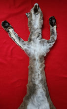 Load image into Gallery viewer, North Idaho Cougar Hide - Taxidermy Quality - MTL1017