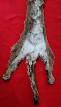 Load image into Gallery viewer, North Idaho Cougar Hide - Taxidermy Quality - MTL1017