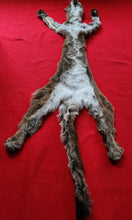 Load image into Gallery viewer, North Idaho Cougar Hide - Taxidermy Quality - MTL1017