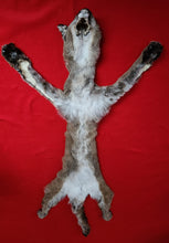 Load image into Gallery viewer, North Idaho Cougar Hide - Taxidermy Quality - MTL1017