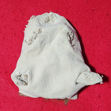 Load image into Gallery viewer, Mountain Lion Head/Face - MTL1039