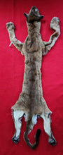 Load image into Gallery viewer, HUGE Idaho Tom Mountain Lion - HAS FEET AND CLAWS - MTL1021