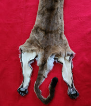 Load image into Gallery viewer, HUGE Idaho Tom Mountain Lion - HAS FEET AND CLAWS - MTL1021