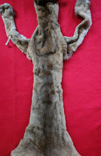 Load image into Gallery viewer, HUGE Idaho Tom Mountain Lion - HAS FEET AND CLAWS - MTL1021