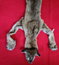 Load image into Gallery viewer, HUGE Idaho Tom Mountain Lion - HAS FEET AND CLAWS - MTL1021
