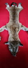 Load image into Gallery viewer, HUGE Idaho Tom Mountain Lion - HAS FEET AND CLAWS - MTL1021