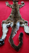 Load image into Gallery viewer, HUGE Idaho Tom Mountain Lion - HAS FEET AND CLAWS - MTL1021