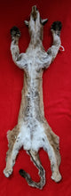 Load image into Gallery viewer, HUGE Idaho Tom Mountain Lion - HAS FEET AND CLAWS - MTL1021