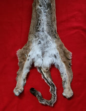 Load image into Gallery viewer, HUGE Idaho Tom Mountain Lion - HAS FEET AND CLAWS - MTL1021