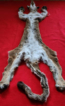 Load image into Gallery viewer, HUGE Idaho Tom Mountain Lion - HAS FEET AND CLAWS - MTL1021