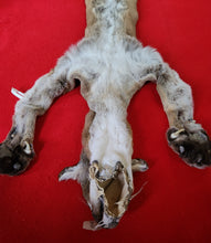 Load image into Gallery viewer, HUGE Idaho Tom Mountain Lion - HAS FEET AND CLAWS - MTL1021