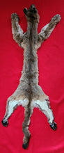 Load image into Gallery viewer, Idaho Mountain Lion Hide - Taxidermy Quality - MTL1023