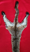 Load image into Gallery viewer, Idaho Mountain Lion Hide - Taxidermy Quality - MTL1023