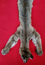 Load image into Gallery viewer, Idaho Mountain Lion Hide - Taxidermy Quality - MTL1023