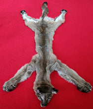 Load image into Gallery viewer, Idaho Mountain Lion Hide - Taxidermy Quality - MTL1023
