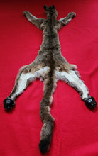 Load image into Gallery viewer, Idaho Mountain Lion Hide - Taxidermy Quality - MTL1023