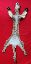 Load image into Gallery viewer, Idaho Mountain Lion Hide - Taxidermy Quality - MTL1023