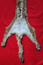 Load image into Gallery viewer, Idaho Mountain Lion Hide - Taxidermy Quality - MTL1023