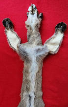 Load image into Gallery viewer, Idaho Mountain Lion Hide - Taxidermy Quality - MTL1023