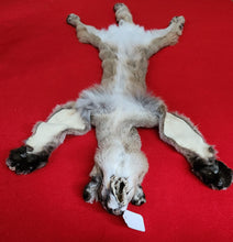 Load image into Gallery viewer, Idaho Mountain Lion Hide - Taxidermy Quality - MTL1023