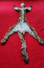 Load image into Gallery viewer, Idaho Mountain Lion Hide - Taxidermy Quality - MTL1023