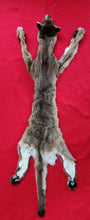 Load image into Gallery viewer, Idaho Tom Mountain Lion - HAS FEET - MTL1041