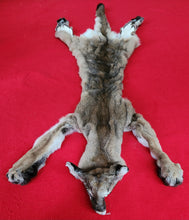 Load image into Gallery viewer, Idaho Tom Mountain Lion - HAS FEET - MTL1041