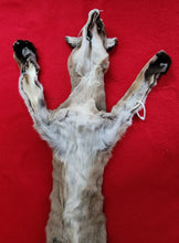 Load image into Gallery viewer, Idaho Tom Mountain Lion - HAS FEET - MTL1041