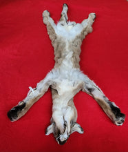 Load image into Gallery viewer, Idaho Tom Mountain Lion - HAS FEET - MTL1041