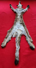 Load image into Gallery viewer, Idaho Tom Mountain Lion - HAS FEET - MTL1041