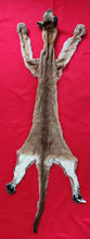Load image into Gallery viewer, Idaho Cougar Hide - Taxidermy Quality - MTL1020