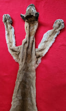 Load image into Gallery viewer, Idaho Cougar Hide - Taxidermy Quality - MTL1020
