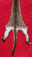 Load image into Gallery viewer, Idaho Cougar Hide - Taxidermy Quality - MTL1020