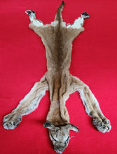 Load image into Gallery viewer, Idaho Cougar Hide - Taxidermy Quality - MTL1020