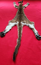 Load image into Gallery viewer, Idaho Cougar Hide - Taxidermy Quality - MTL1020