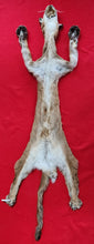 Load image into Gallery viewer, Idaho Cougar Hide - Taxidermy Quality - MTL1020