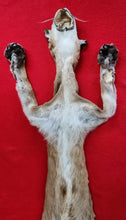 Load image into Gallery viewer, Idaho Cougar Hide - Taxidermy Quality - MTL1020