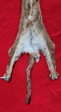Load image into Gallery viewer, Idaho Cougar Hide - Taxidermy Quality - MTL1020