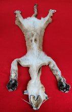 Load image into Gallery viewer, Idaho Cougar Hide - Taxidermy Quality - MTL1020