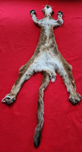Load image into Gallery viewer, Idaho Cougar Hide - Taxidermy Quality - MTL1020