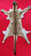 Load image into Gallery viewer, Idaho Tom Mountain Lion - Taxidermy Quality - MTL1040