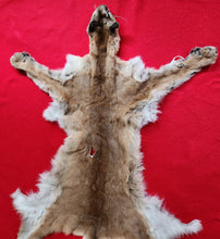 Load image into Gallery viewer, Idaho Tom Mountain Lion - Taxidermy Quality - MTL1040
