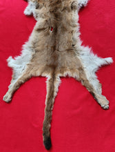 Load image into Gallery viewer, Idaho Tom Mountain Lion - Taxidermy Quality - MTL1040