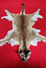 Load image into Gallery viewer, Idaho Tom Mountain Lion - Taxidermy Quality - MTL1040