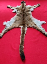 Load image into Gallery viewer, Idaho Tom Mountain Lion - Taxidermy Quality - MTL1040
