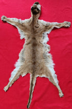 Load image into Gallery viewer, Cougar Hide - HAS FEET - MTL1026