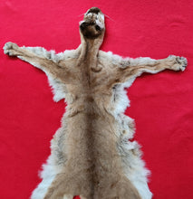 Load image into Gallery viewer, Cougar Hide - HAS FEET - MTL1026