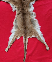 Load image into Gallery viewer, Cougar Hide - HAS FEET - MTL1026