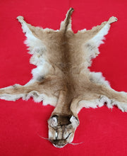Load image into Gallery viewer, Cougar Hide - HAS FEET - MTL1026