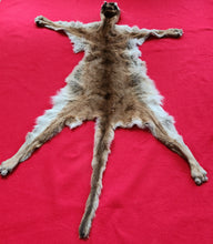 Load image into Gallery viewer, Cougar Hide - HAS FEET - MTL1026